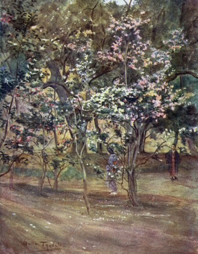 Camelie Singole al Parco Ueno, Tokyo da Walter Frederick Roofe Tyndale
