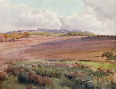 La Nuova Foresta: Attraverso Malwood Walk dalla Strada per Fritham da Walter Frederick Roofe Tyndale