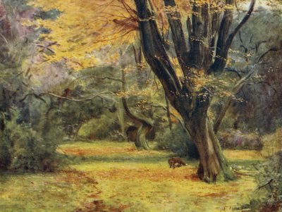 La Nuova Foresta: Aceri, vicino a Queen