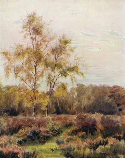 La Nuova Foresta: Rushpole Common, vicino al campo di corsa di Lyndhurst da Walter Frederick Roofe Tyndale