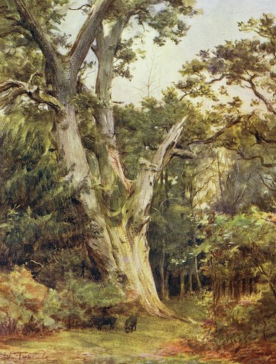 La Nuova Foresta: Il Re a Boldrewood da Walter Frederick Roofe Tyndale