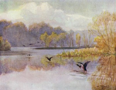 La Nuova Foresta: La piscina al mulino di Minstead da Walter Frederick Roofe Tyndale