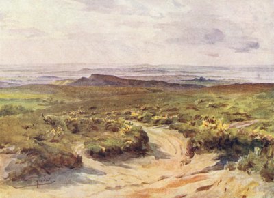 Wessex: Studland Heath, Poole Harbour in lontananza da Walter Frederick Roofe Tyndale