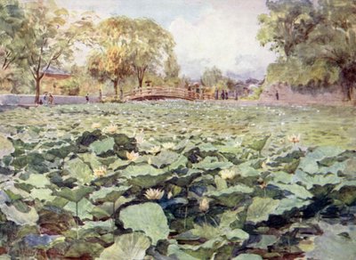 Loto bianco, il fossato del castello, Kofu da Walter Frederick Roofe Tyndale