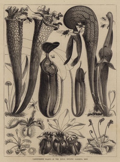 Piante carnivore nei Giardini Botanici Reali, Kew da Walter Granville Smith