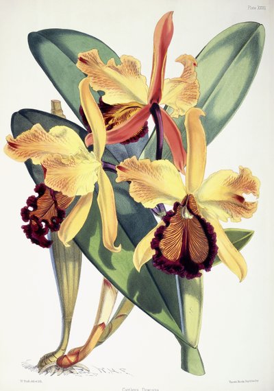 Cattleya Dowiana da Walter Hood Fitch