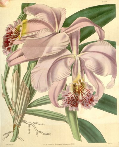 Cattleya mossiae da Walter Hood Fitch