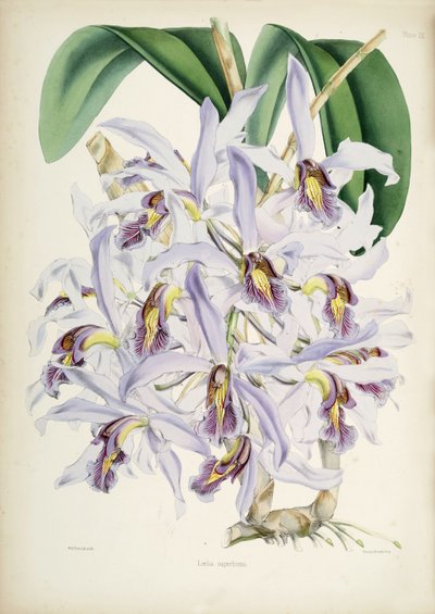 Illustrazione di Schomburgkia superbiens (Orig. Laelia superbiens) da Walter Hood Fitch