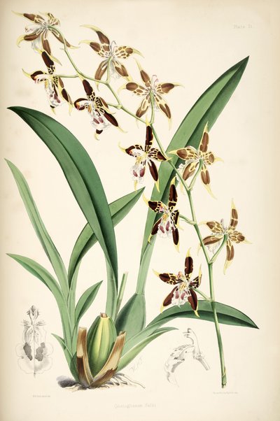 Odontoglossum hallii da Walter Hood Fitch