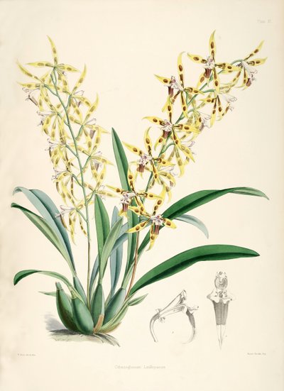Odontoglossum lindleyanum da Walter Hood Fitch