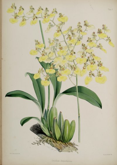 Oncidium bifolium da Walter Hood Fitch