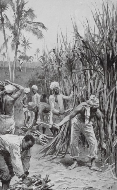 Coolies di Trinidad al lavoro in un campo di canna da zucchero da Walter Paget