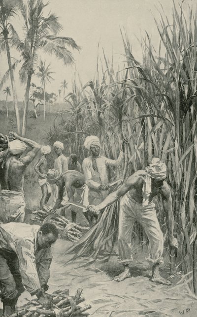 Coolies di Trinidad al lavoro in un campo di canna da Walter Stanley Paget