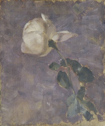 Rosa da Walther Gamerith