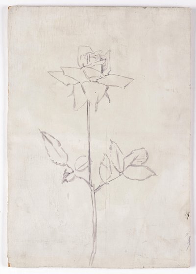 Rosa da Walther Gamerith