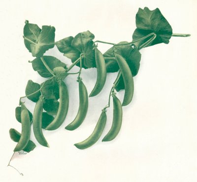 Piselli verdi, c. 1908 da WandG Baird Ltd