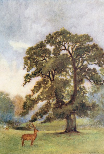  da Warwick (after) Goble