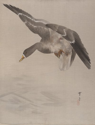 Anatra da Watanabe Seitei