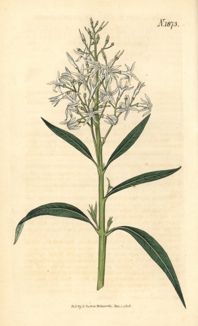 Amsonia blu - Amsonia tabernaemontana var. salicifolia (Amsonia dalle foglie di salice, Amsonia salicifolia). Incisione botanica colorata a mano di Weddell tratta dalla rivista Curtis