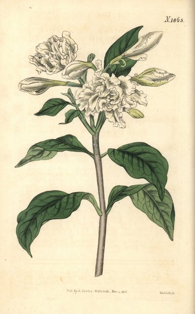 Corona di Nerone - Fiore a girandola, Tabernaemontana divaricata (Rosa selvatica a foglia larga, Nerium coronarium). Incisione botanica colorata a mano di Weddell tratta dalla rivista Curtis