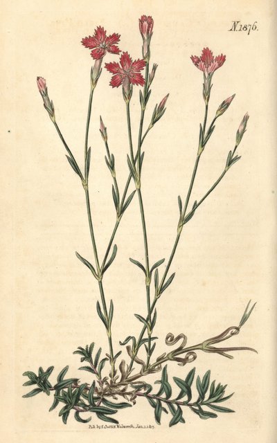 Garofano dei campi - Dianthus campestris. Incisione botanica colorata a mano da Weddell tratta dalla rivista Curtis