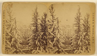 [Alberi innevati, Leadville, Colorado]. da Wellington O. Luke and Dansford Noble Wheeler