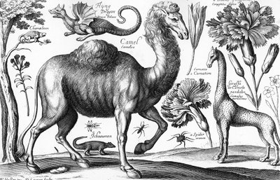 Animalium, Ferarum et Bestiarum, inciso da David Loggan da Wenceslaus (after) Hollar
