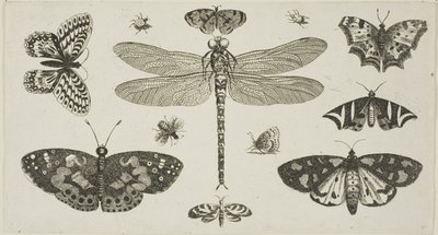 Una libellula, coccinelle e farfalle, da Diversae Insectorum...Figurae da Wenceslaus Hollar