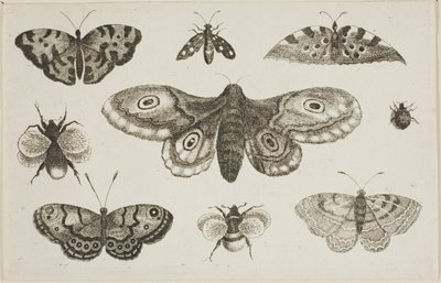 Una falena, farfalle e api da Wenceslaus Hollar