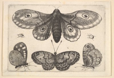 Una falena, tre farfalle e due coleotteri da Wenceslaus Hollar