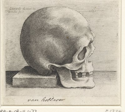 Studio anatomico di un cranio da Wenceslaus Hollar