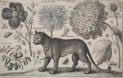 Animali e Piante: Leopardo con Piante e Insetti da Wenceslaus Hollar