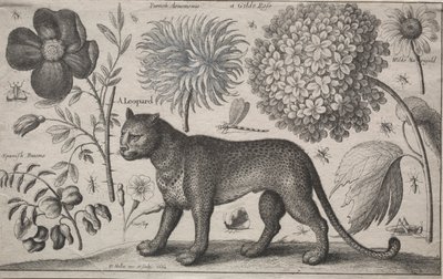 Animali e piante: Leopardo con piante e insetti, 1662 da Wenceslaus Hollar