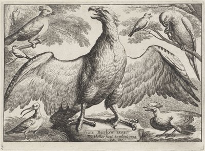 Aquila da Wenceslaus Hollar