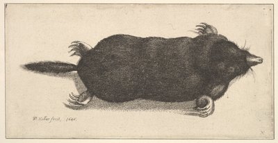 Talpa morta da Wenceslaus Hollar