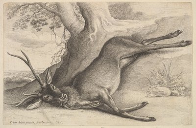 Cervo morto da Wenceslaus Hollar