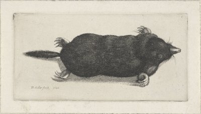 Talpa morta da Wenceslaus Hollar
