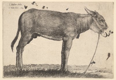 Asino, 1649 da Wenceslaus Hollar