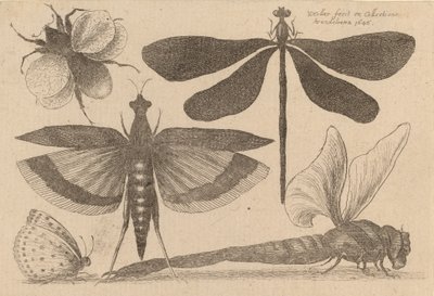 Libellule e un bombo da Wenceslaus Hollar