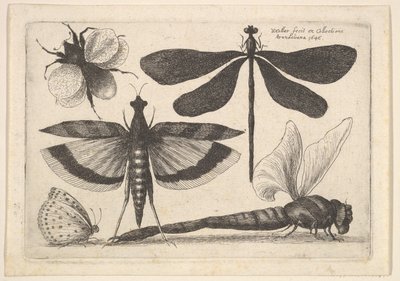 Libellule e un bombo da Wenceslaus Hollar