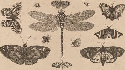 Libellula, Coccinelle e Farfalle da Wenceslaus Hollar