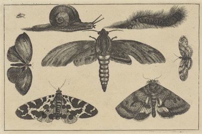 Tre falene, farfalle, scarabeo, lumaca e bruco Diversi insetti da Wenceslaus Hollar