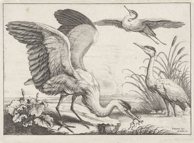 Tre aironi da Wenceslaus Hollar