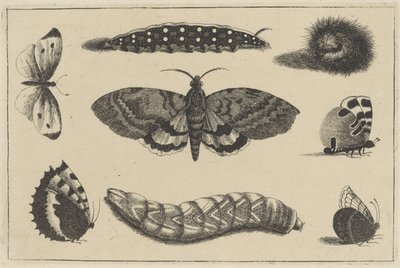 Tre bruchi, una falena e quattro farfalle da Wenceslaus Hollar