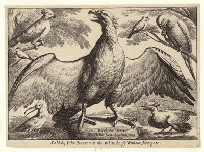 Aquila e altri uccelli da Wenceslaus Hollar