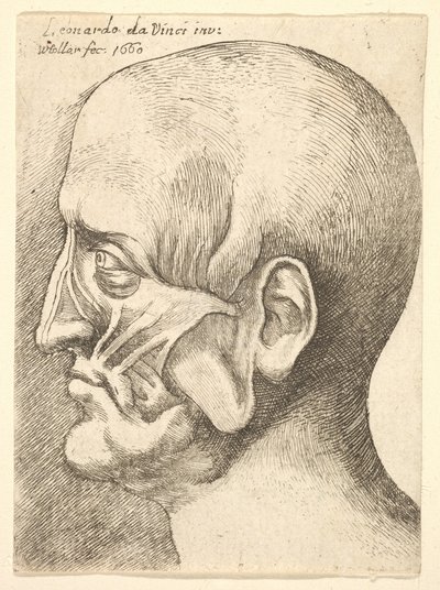 Testa scorticata di un uomo di profilo a sinistra da Wenceslaus Hollar