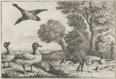 Anatre da Wenceslaus Hollar