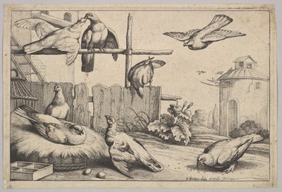Otto colombe da Wenceslaus Hollar