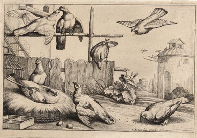 Otto colombe da Wenceslaus Hollar