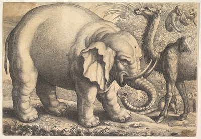 Elefante e cammello da Wenceslaus Hollar